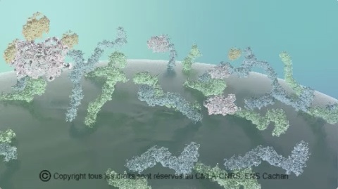 Signalisation cellulaire par le récepteur tyrosine kinase KIT